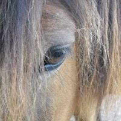 Ferme Equestre Les Chevaliers Ξενοδοχείο Penol Εξωτερικό φωτογραφία